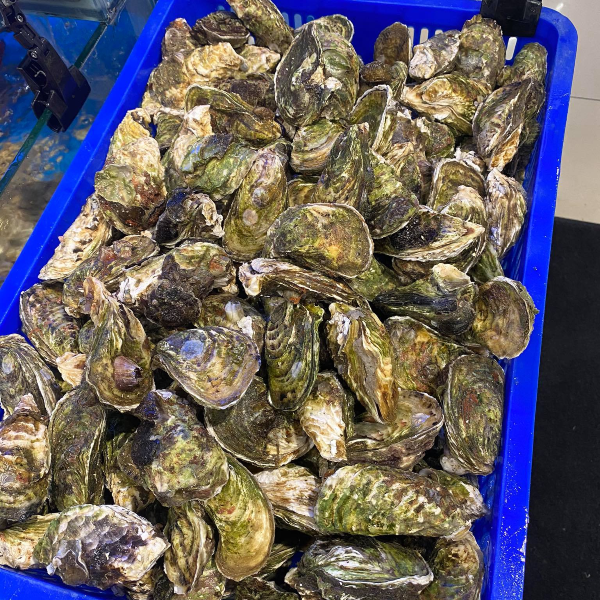 Hàu Sữa Pháp Sống