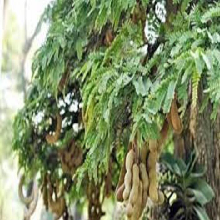 Cây giống ME THÁI NGỌT CƠM DÀY SIÊU QUẢ, DÒNG QUẢ SỚM, CAM KẾT chuẩn hàng F1, năng suất cao