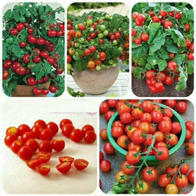 HẠT GIỐNG CÀ CHUA CHERRY LÙN F1