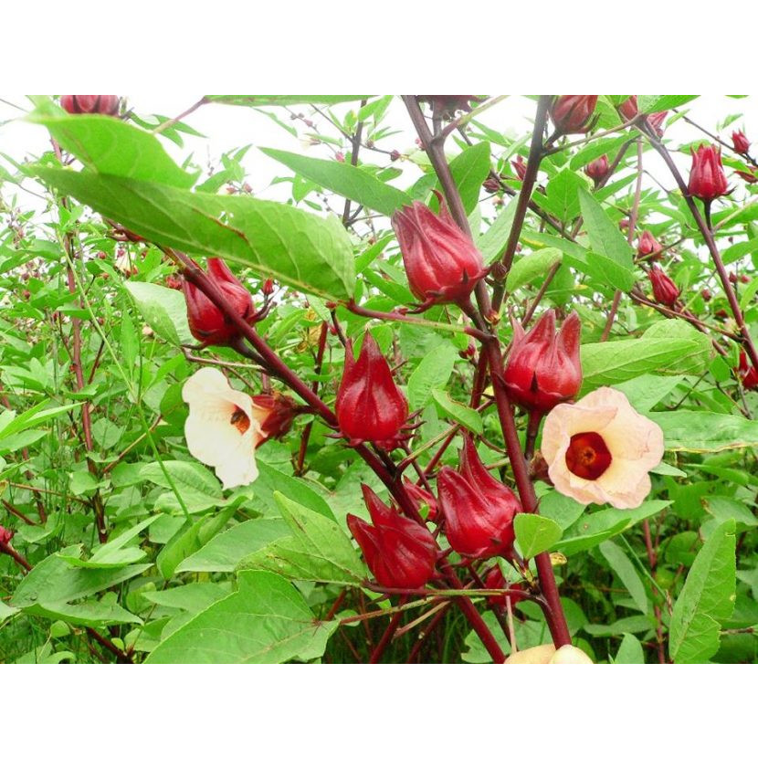 01 Gói Hạt Giống Cây Bụp Giấm