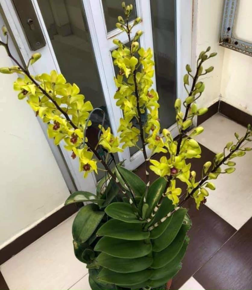 Cây hoa lan Denro Râu Rồng