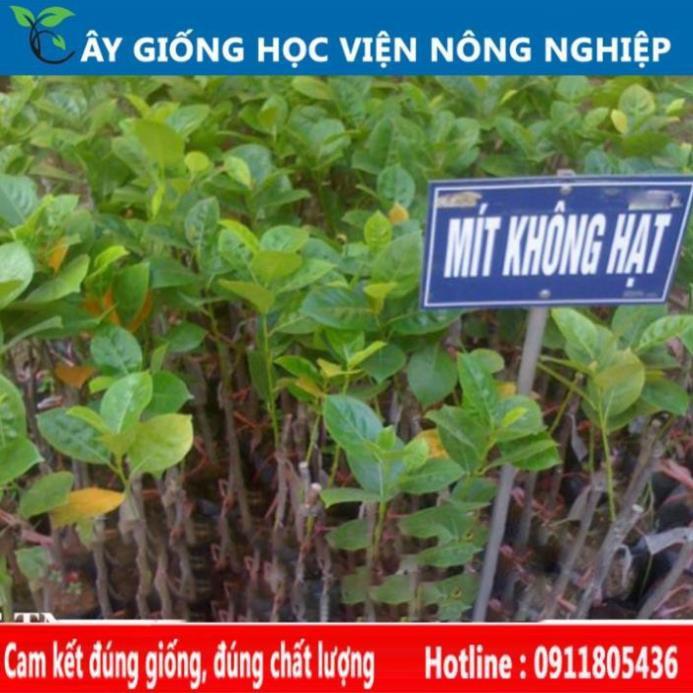 Sản phẩm Cây Ăn Trái mít thái không hạt