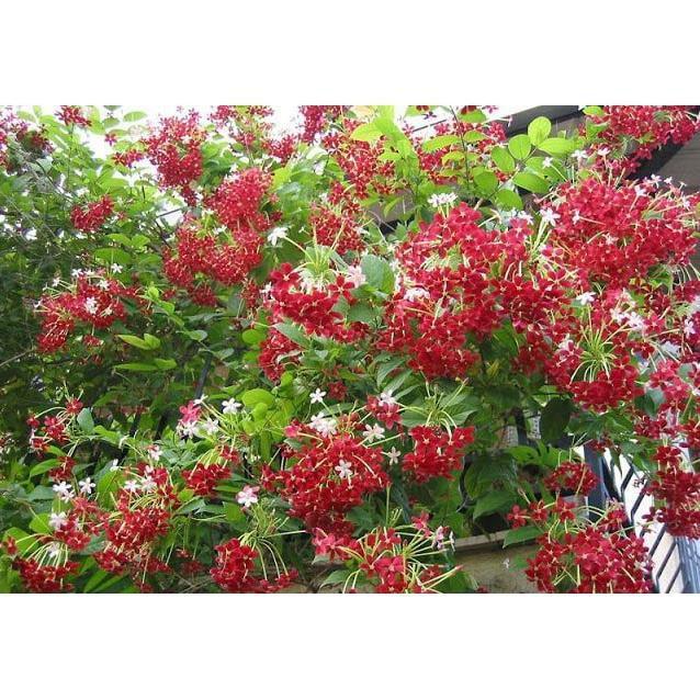 Hoa leo sử quân tử-hàng gửi đi nguyên chậu + Tặng 01 cây dâu da đất
