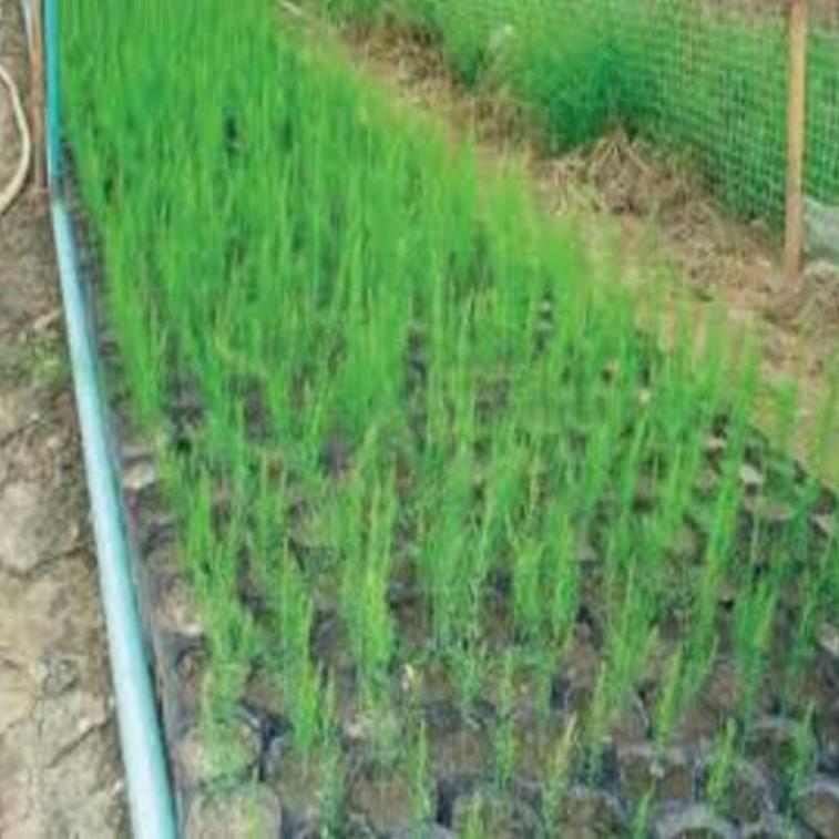 Cây giống Măng Tây xanh cây giống chuẩn F1
