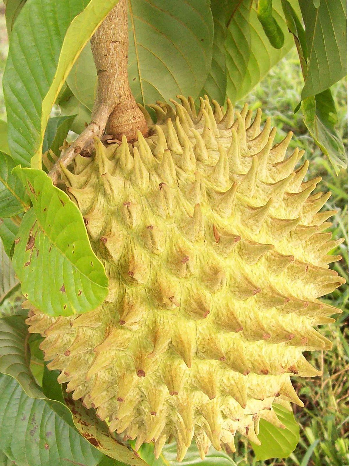 CÂY NA NAM MỸ