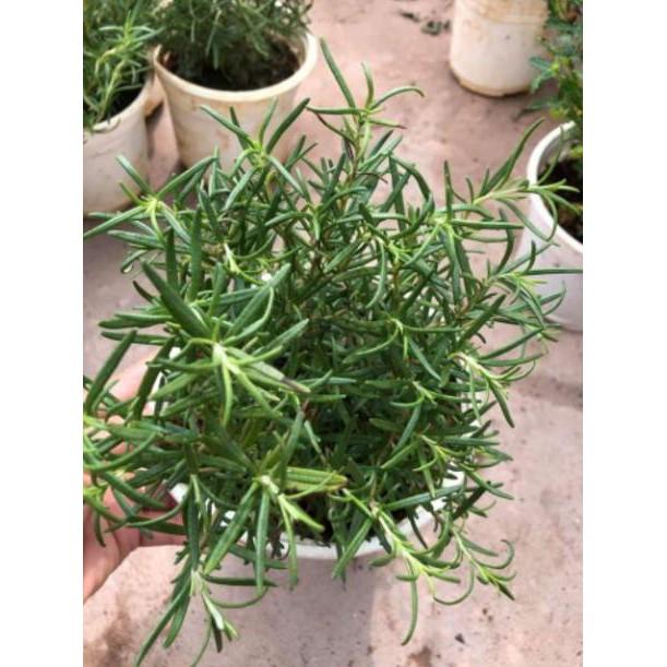 Cây Hương Thảo