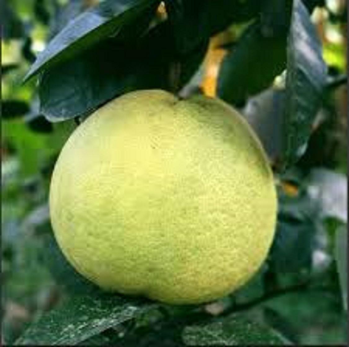 Cây BƯỞI PHÚC TRẠCH ghép