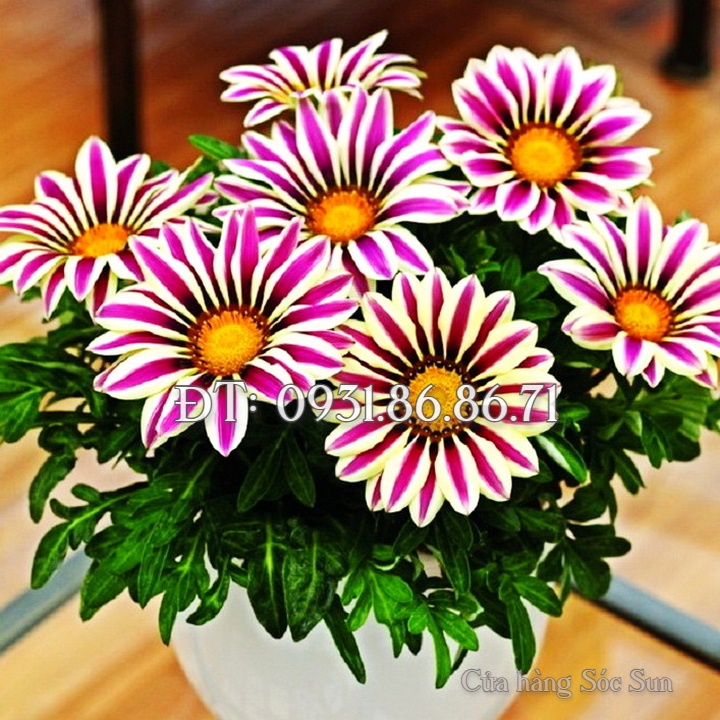 Hạt giống hoa cúc Gazania – Bịch 10 hạt – Mã số 1534