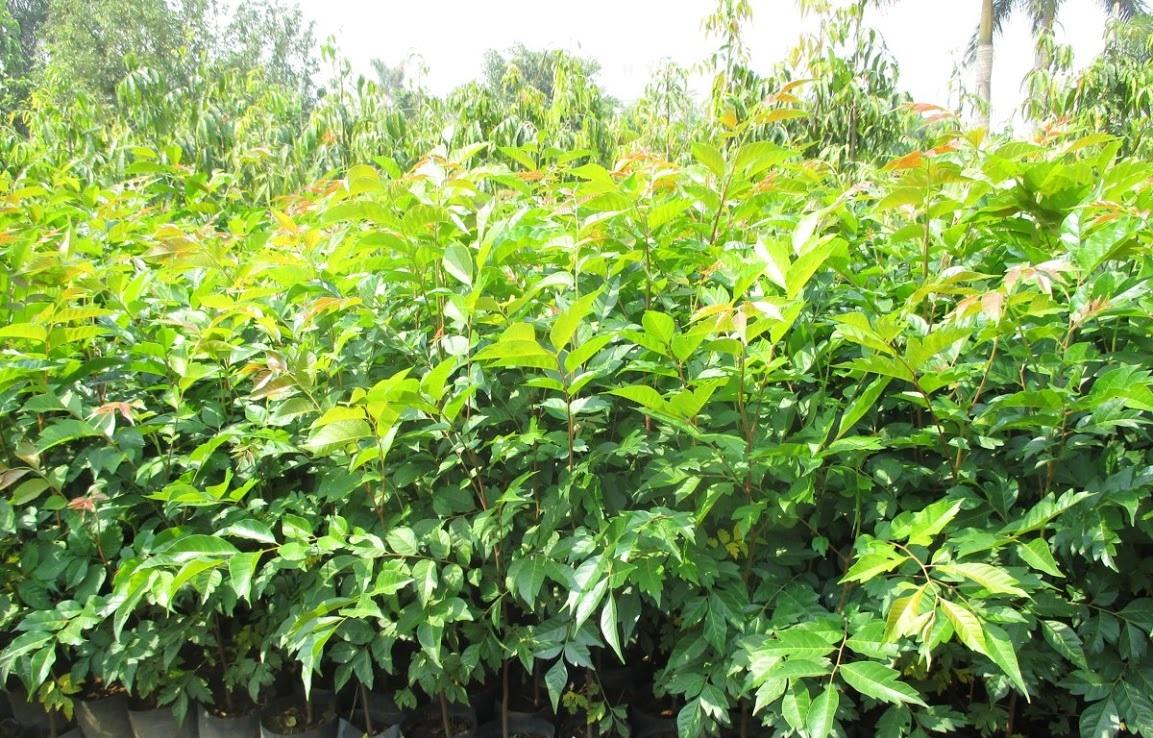 Cây gỗ lát giống, cây giống nguyên bầu to khỏe, cam kết chất lượng