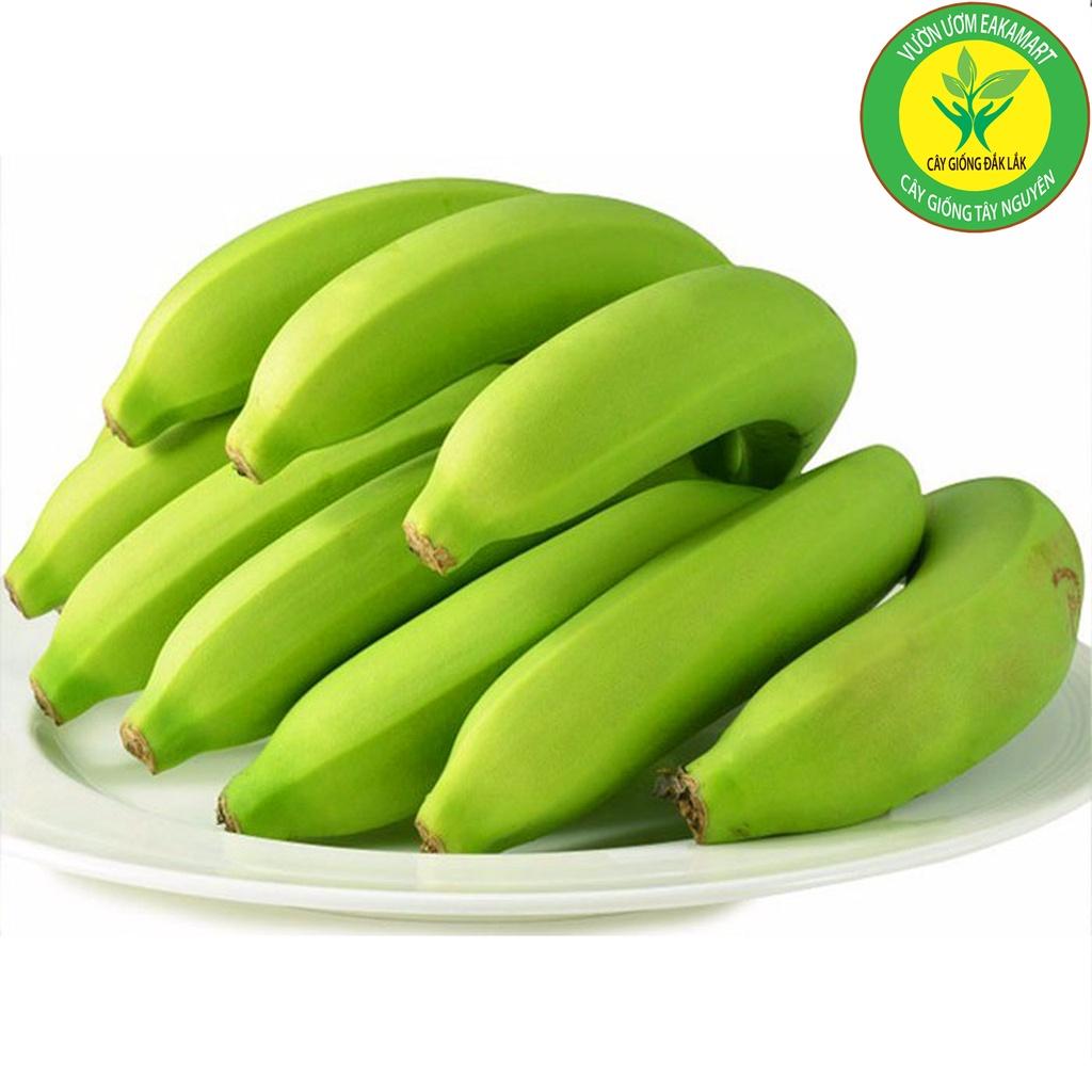 Cây Chuối Già Nam Mỹ Giống