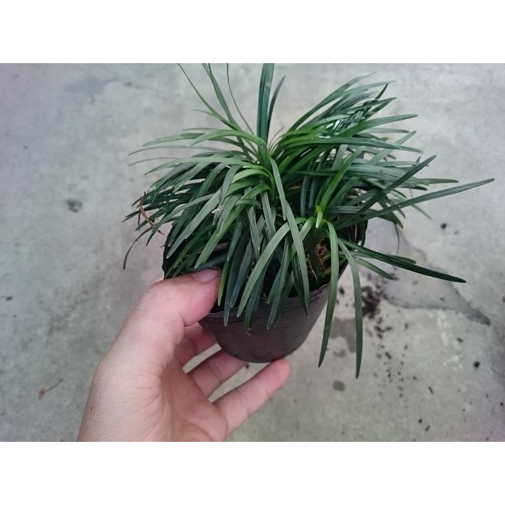 Cỏ gấu mỹ set hồ bán cạn , trồng ban công - cây cảnh để bàn