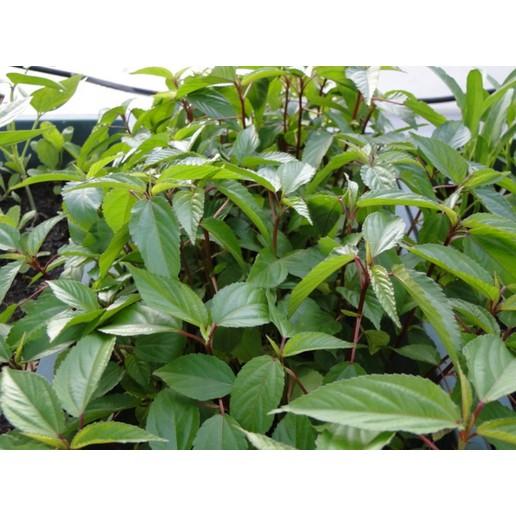 Hạt Giống Rau Đay Đỏ Chịu Nhiệt Tốt Rạng Đông Gói 20Gram