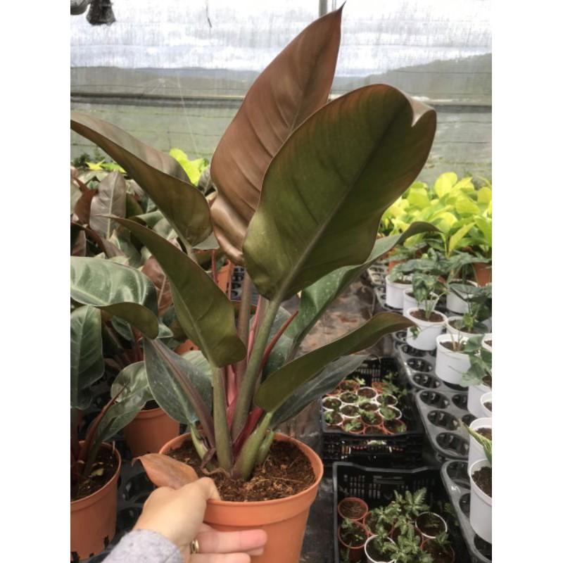 Cây trầu bà Philodendron Imperial Red size lớn - size lá từ 20-35cm. Loại cây sang trọng, quý phái.