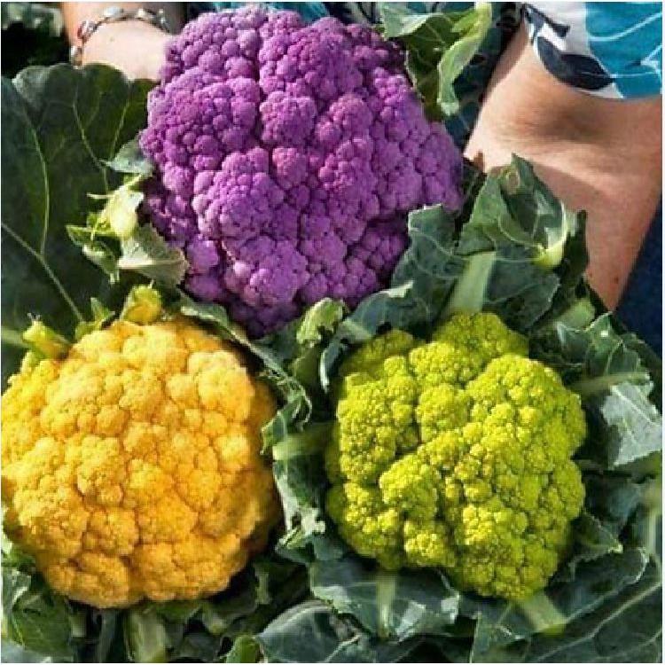 Hạt giống súp lơ mix màu 20 hạt/gói