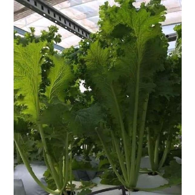 Hạt giống rau cải xanh mù tạc dể trồng f1-gói 10 gram/tặng kèm gói phân bón lót