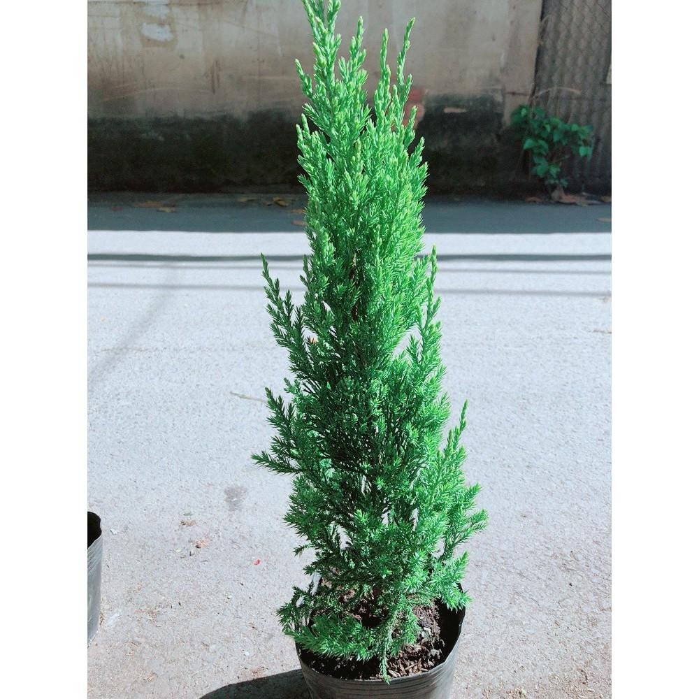 Cây Tùng Cao 40cm