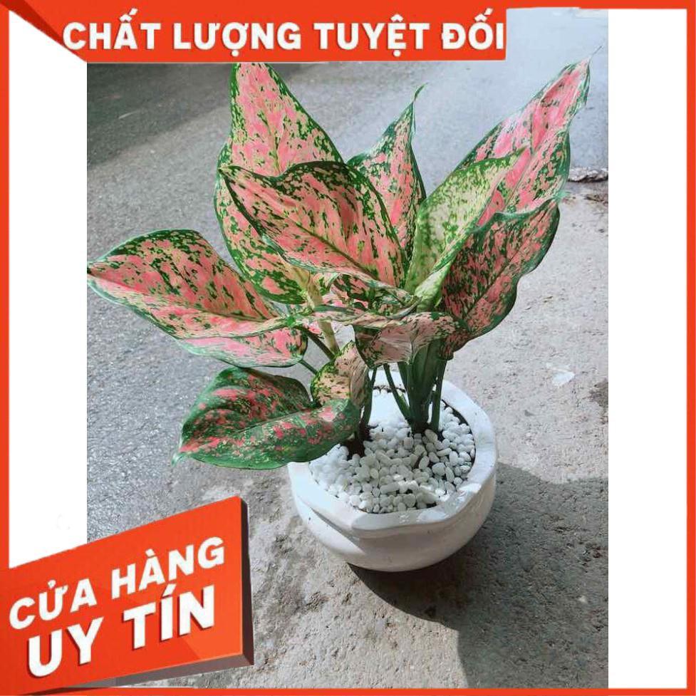 Chậu Vạn Lộc Nhiều Người Mua