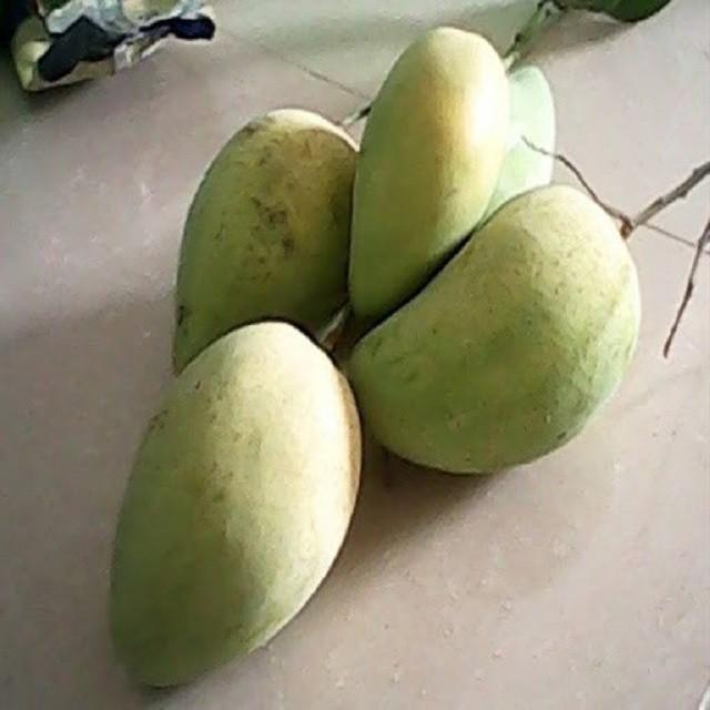 CÂY GIỐNG XOÀI THÁI SIÊU QUẢ