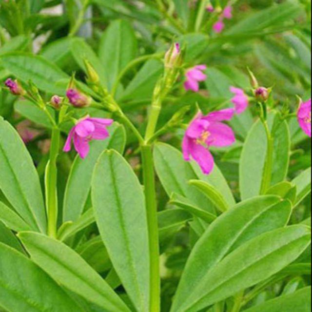 Hạt Giống Sâm Đất - Talinum Crassifolium Willd KNS3711 - Gói 20 hạt