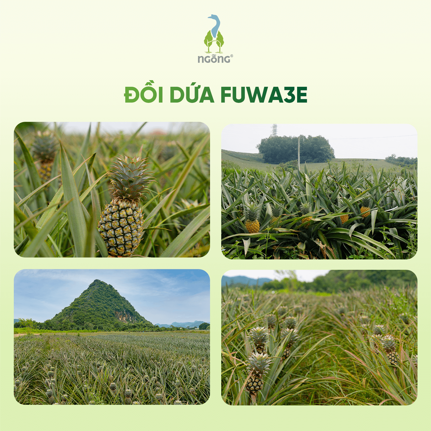 Nước Ngâm Rửa Thực Phẩm Fuwa3e Làm Sạch Th.uốc B.ảo Vệ Thực Vật Khử Mùi An Toàn Cho Bé 1L, 3.8L