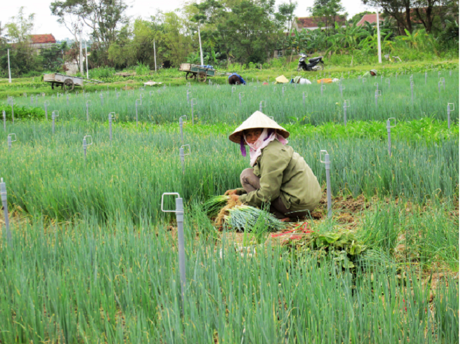 Phân Bón Vua Hành - Chuyên Cây Hành Tăng Cường Dinh Dưỡng Cây - Chống Vàng Lá - Cháy Tóp Đầu Lá - Gói 40Gr