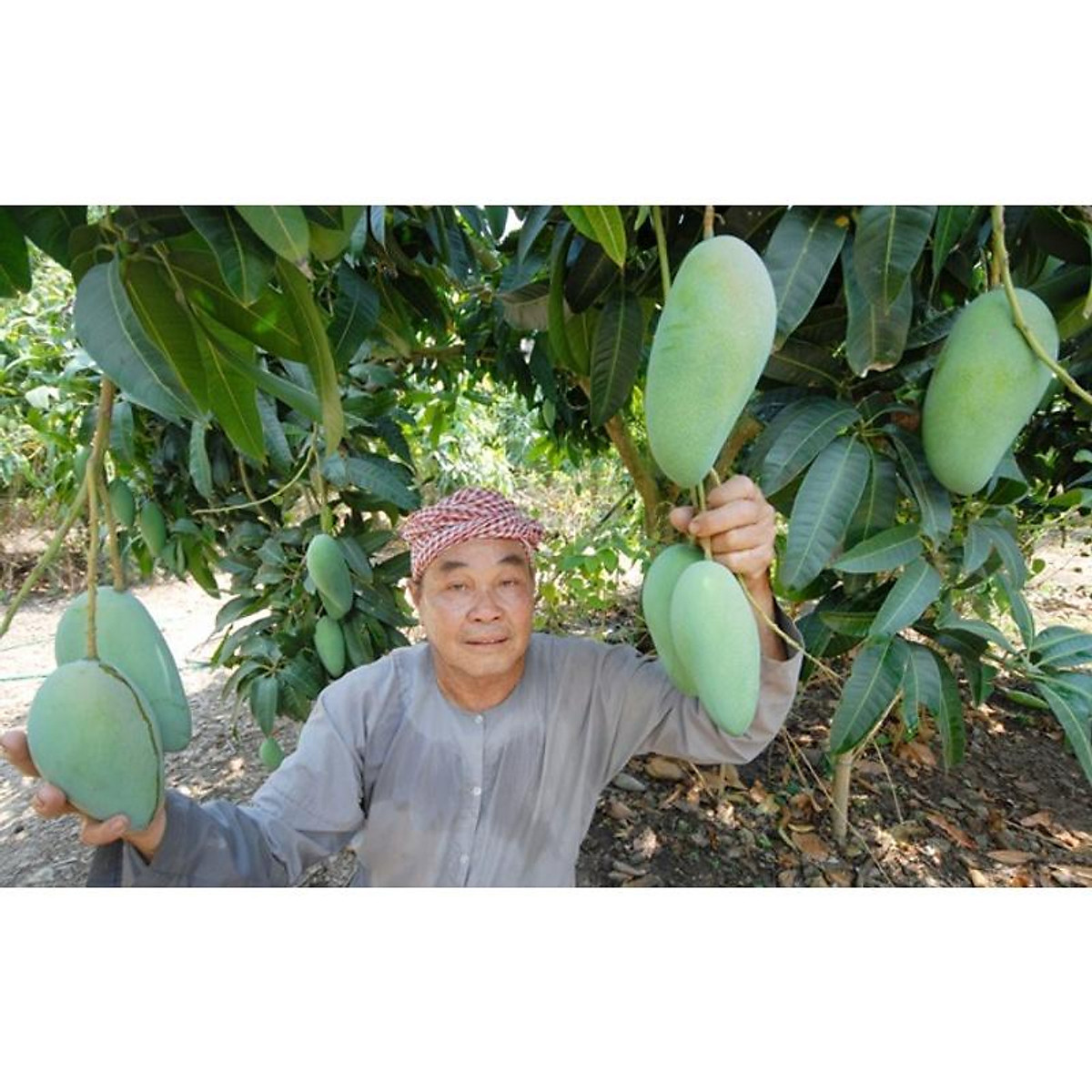 CÂY GIỐNG XOÀI KHÔNG HẠT SIÊU SỚM