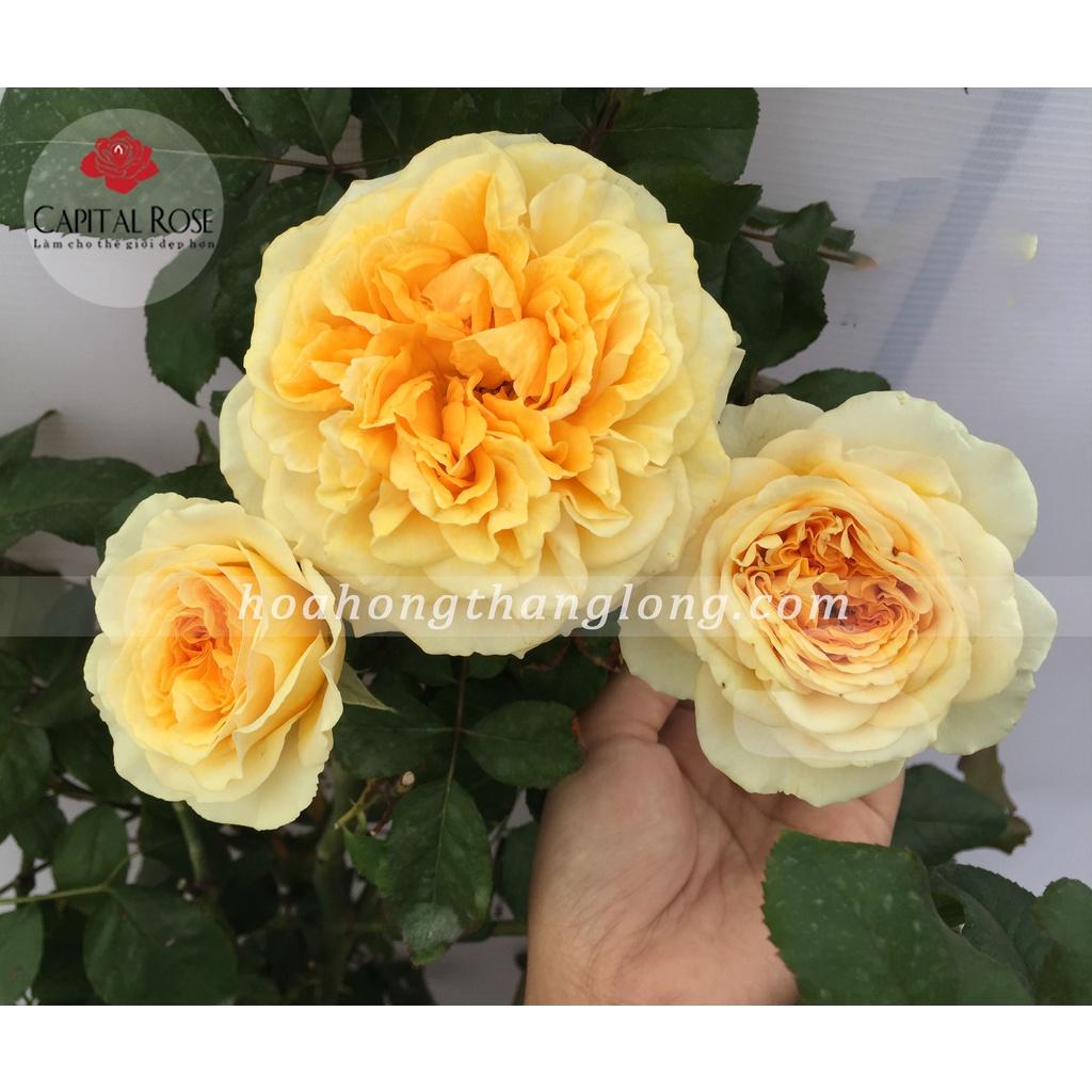 Cây hoa hồng beatrice- bầu to cây lớn trưởng thành