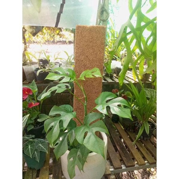 Trụ sơ dừa dạng bảng gỗ siêu bền, thích hợp dây leo