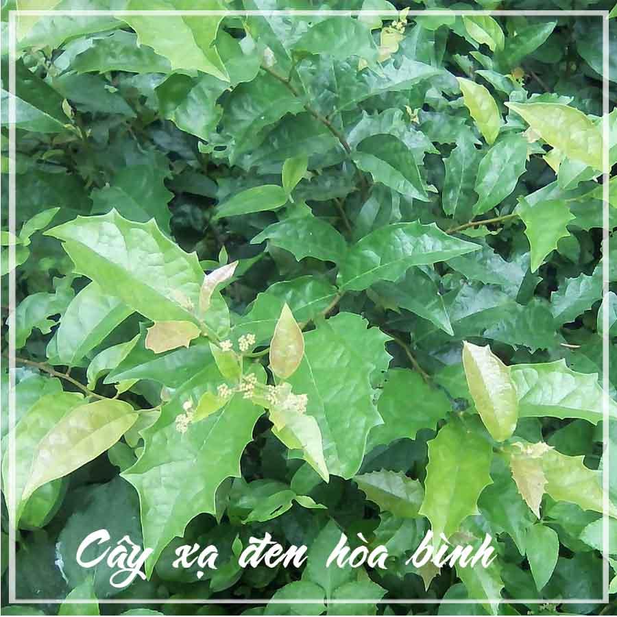 Combo 2kg Cây Xạ Đen Hòa Bình khô