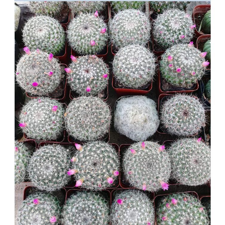 Hạt giống hoa xương rồng bánh sinh nhật 20 hạt/gói