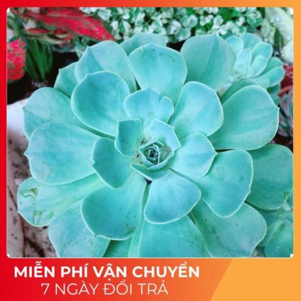 Chậu Sen Đá Xanh Đất Lớn