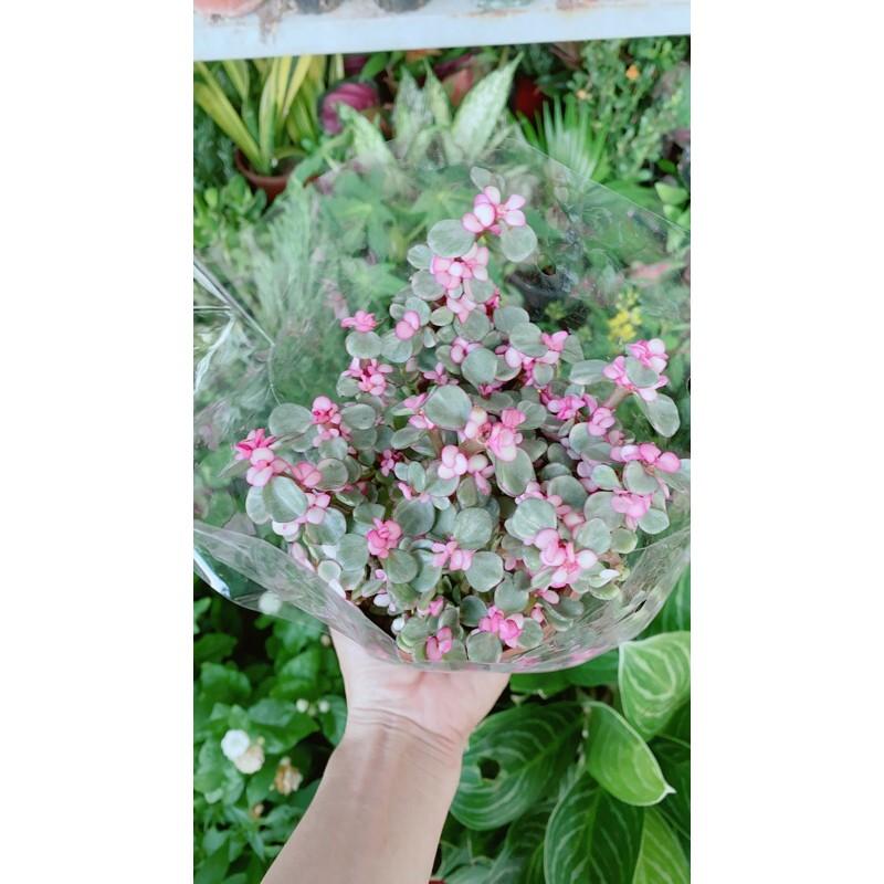 Cành Vàng Lá Ngọc