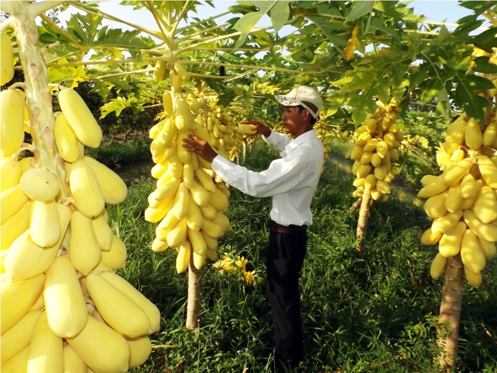 Combo 03 Gói Hạt Giống Đu Đủ Da Vàng - Tặng Kèm Phân Bón