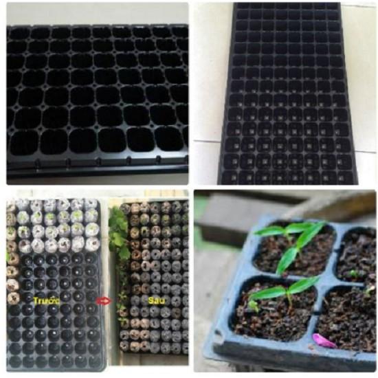 KHAY GIEO HẠT GIỐNG 105 lỗ - SET 10 CÁI