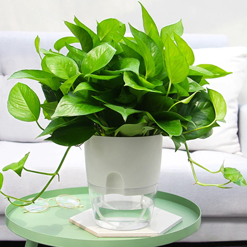 Chậu trồng cây thông minh A7. Có chức năng tự tưới nước cho cây