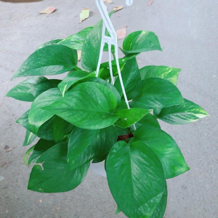 Trầu Bà Thái Xanh