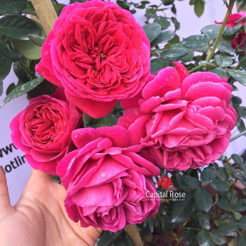 Hoa Hồng ngoại Yves cantina rực rỡ-bầu to lớn, cây trưởng thành trưởng thành