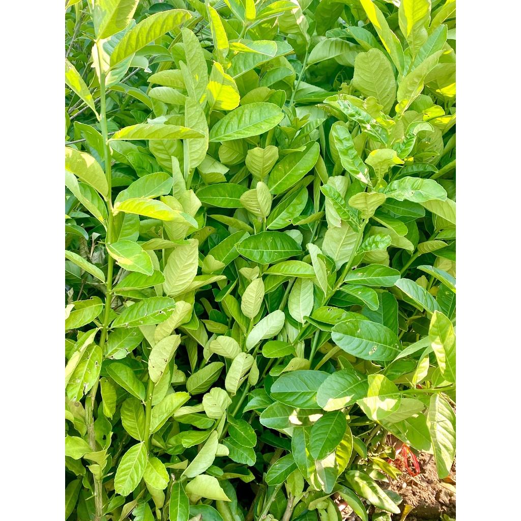 Cây chanh vàng Mỹ giống chuẩn F1, quả siêu to mọng nước thơm ngon cho năng suất cao