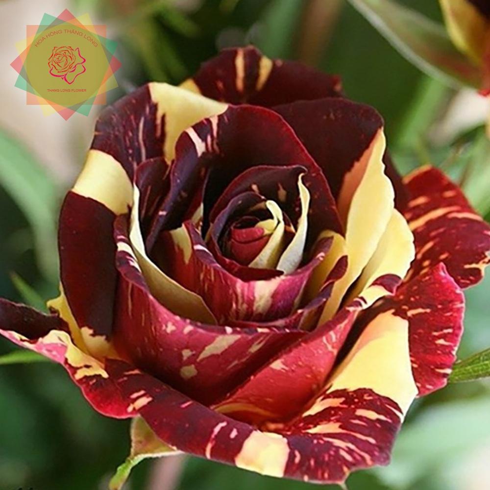 Cây hoa hồng ngoại Abracadabra phù thủy kẻ sọc đỉnh của chop - Hoa hồng Thăng Long Flower