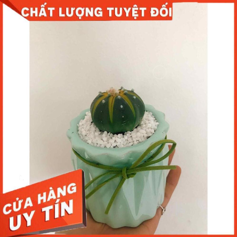 Chậu xương rồng Nhiều Người Mua