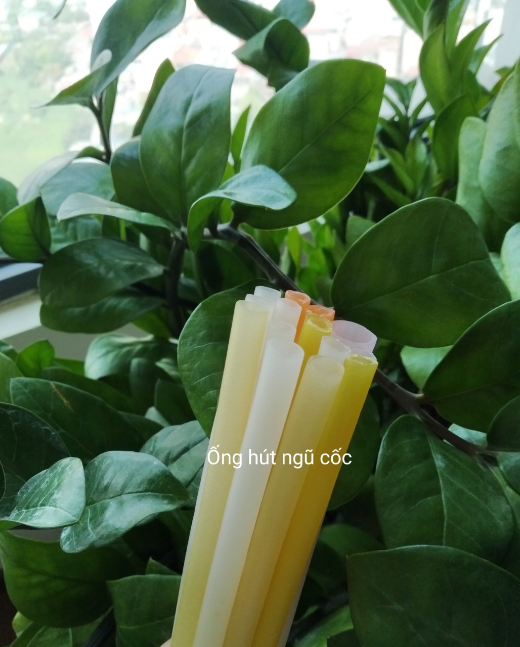 Ống hút gạo ( Ống hút gạo Rice straws Túi 100 ống hút sinh tố nhiều màu)