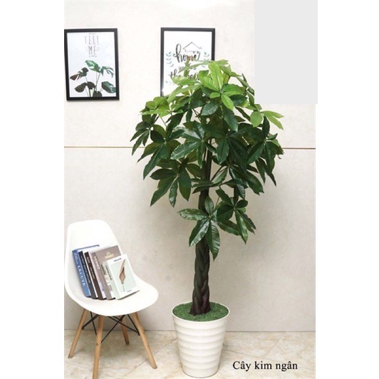 Cây kim ngân giả - Size 170cm - Cây giả, hoa lụa Decor trang trí nhà cửa