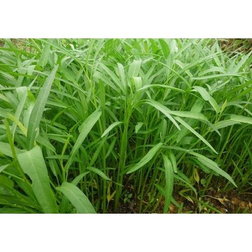 Combo hạt giống_6 loại hạt giống rau dễ trồng cho người mới bắt đầu tập tành trồng rau