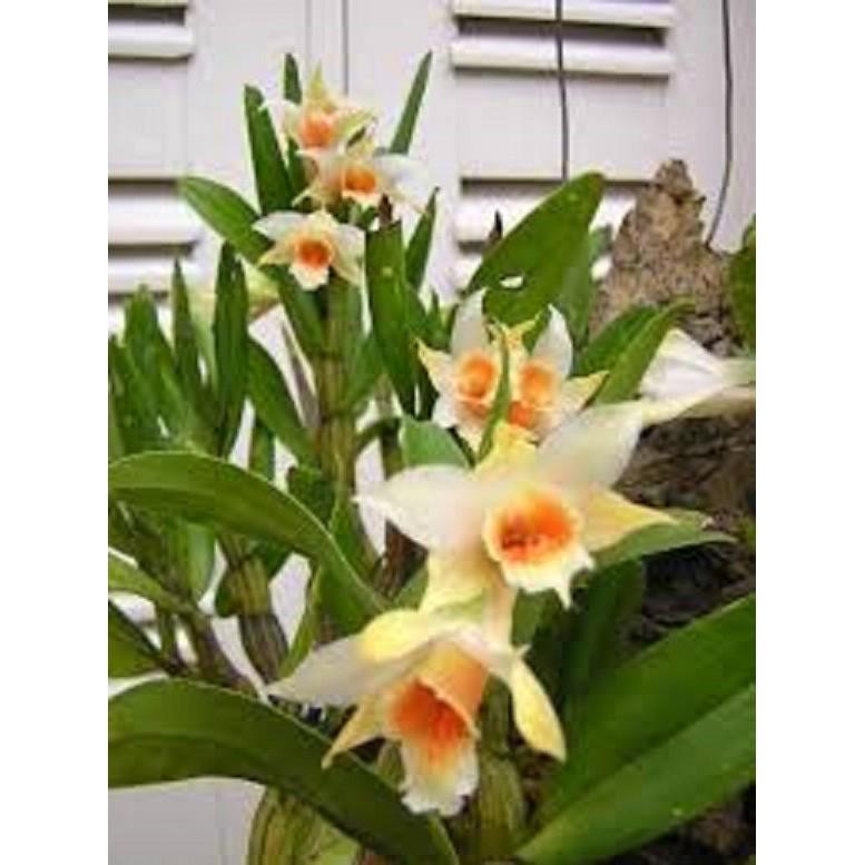 Bảng hoa lan NHẤT ĐIỂM HOÀNG hàng rừng thuần chậu siêu to, hoa siêu đẹp