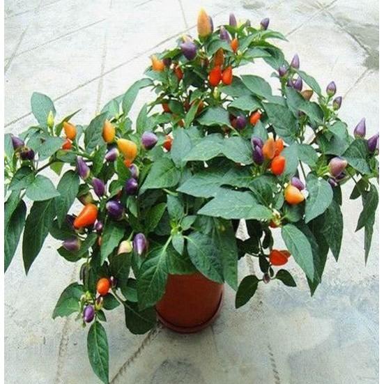 30 hạt Ớt ngũ sắc ớt 5 màu