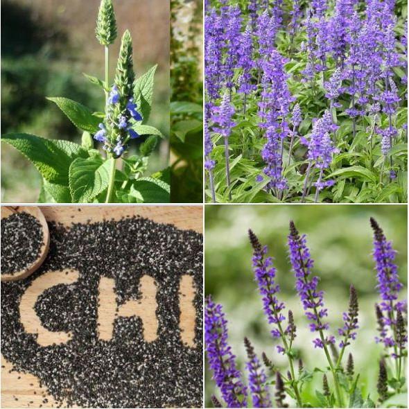 Hạt Giống Hạt Chia - Mỹ  100 hạt/gói