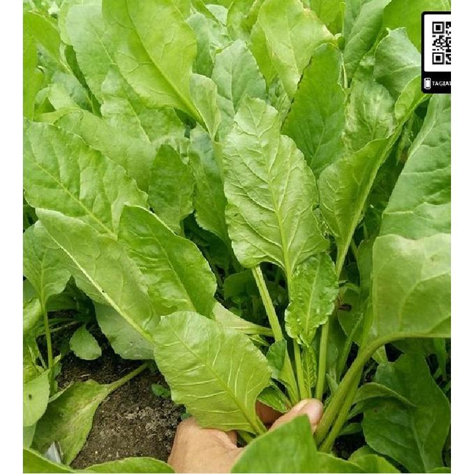 Hạt giống rau cải bó xôi chịu nhiệt F1 - 1 gói 10gram