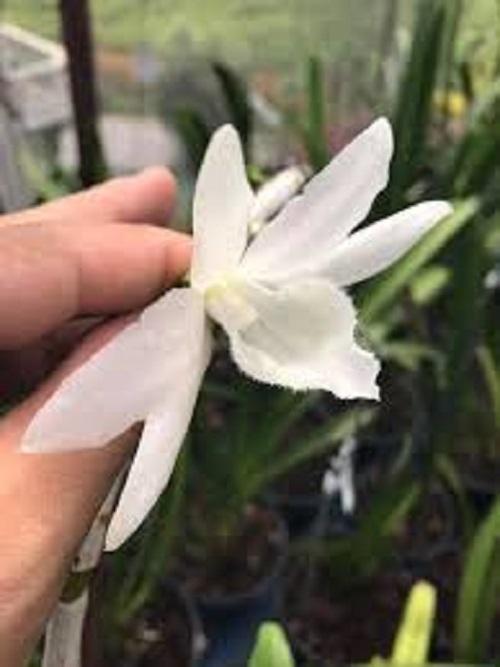Phi điệp 5CT Thực Hà, phi điệp 5 cánh trắng thực hà