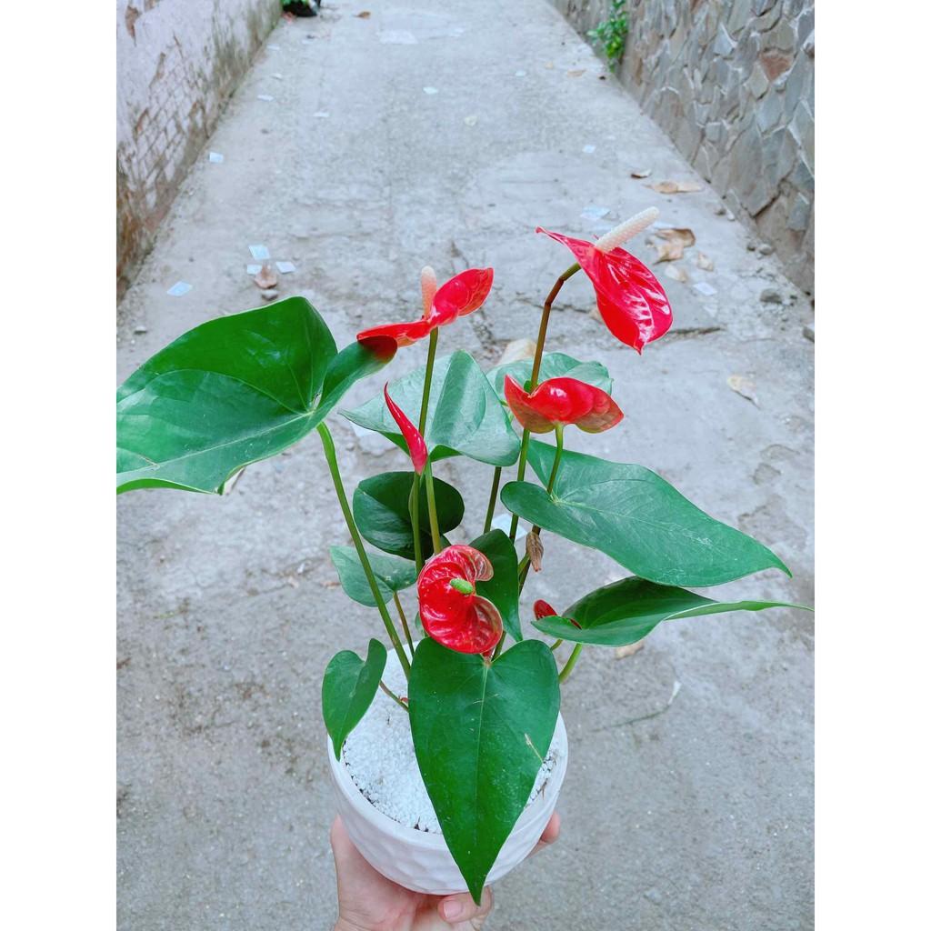 Chậu cây hồng môn Bán Chạy