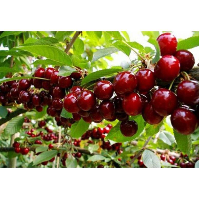 GIỐNG CÂY CHERRY BRAZIL